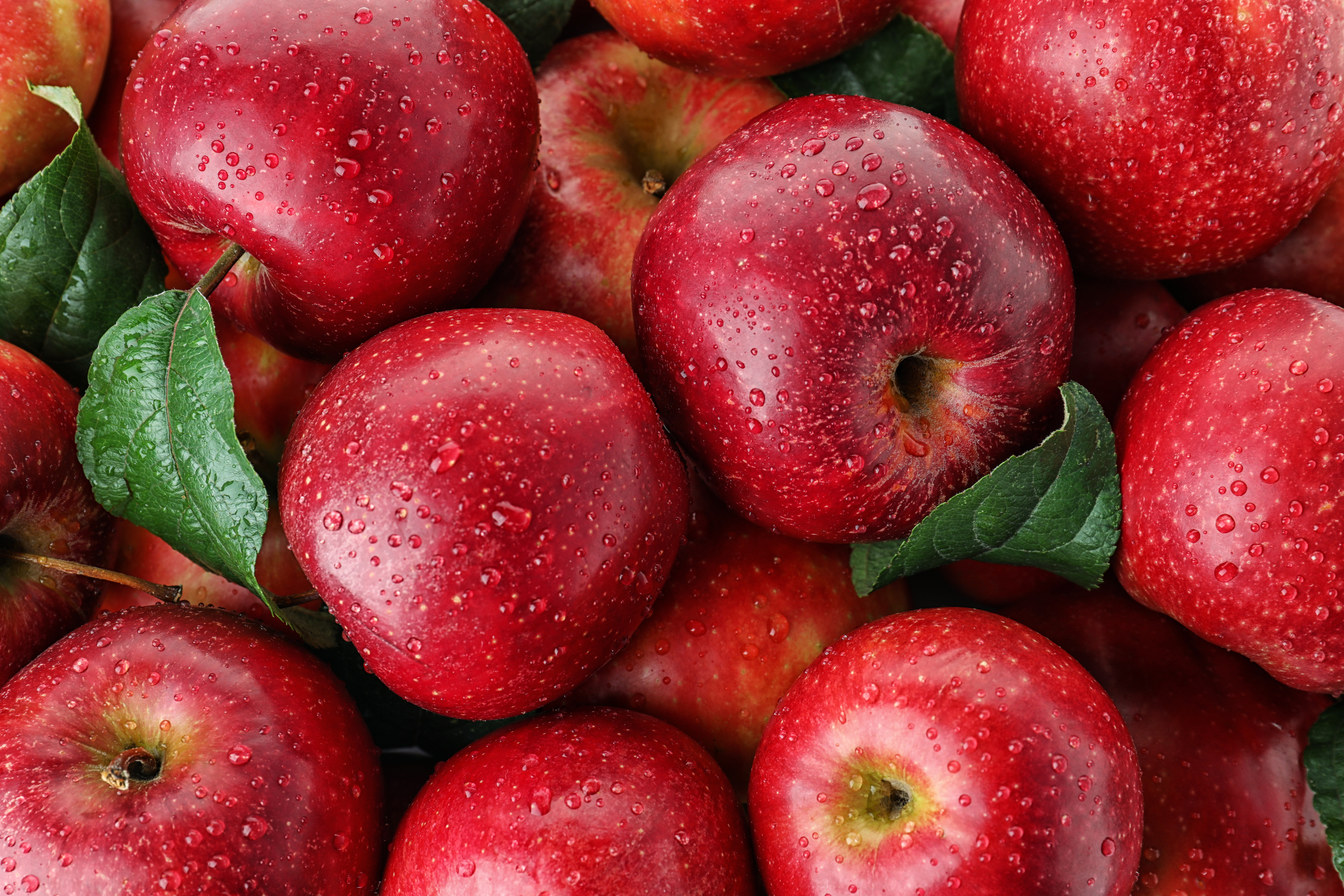 Яблоня сочное. Яблоки красные. Яблоко фото. Разноцветные яблоки. Сочное яблоко.