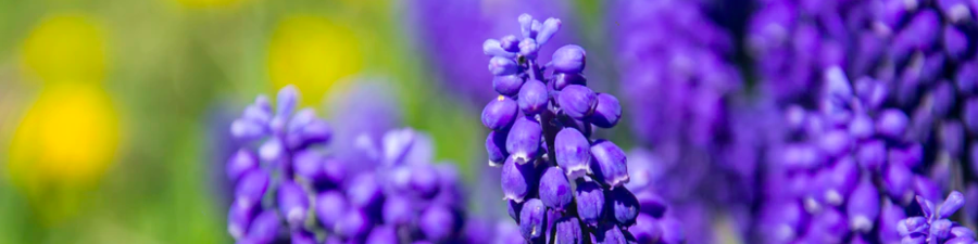 purple flower sustainability upsplash