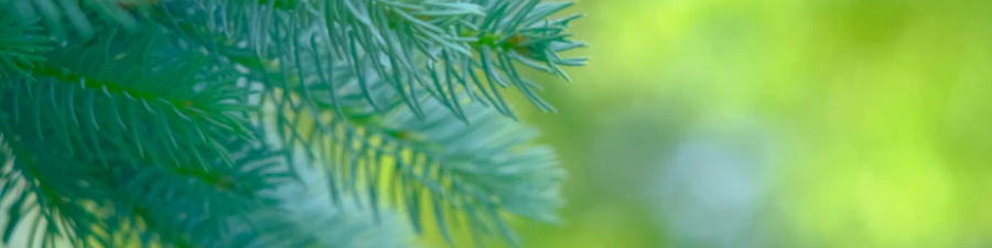 green pine upsplash