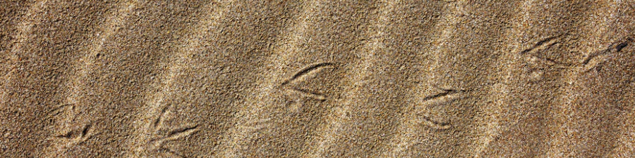 bird footprints sand upsplash