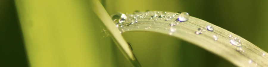 green grass water upsplash