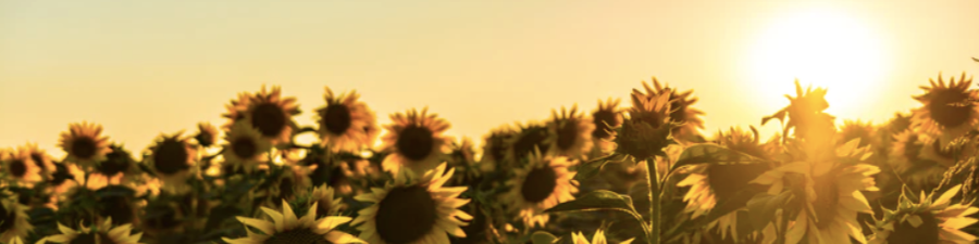 sunflower field