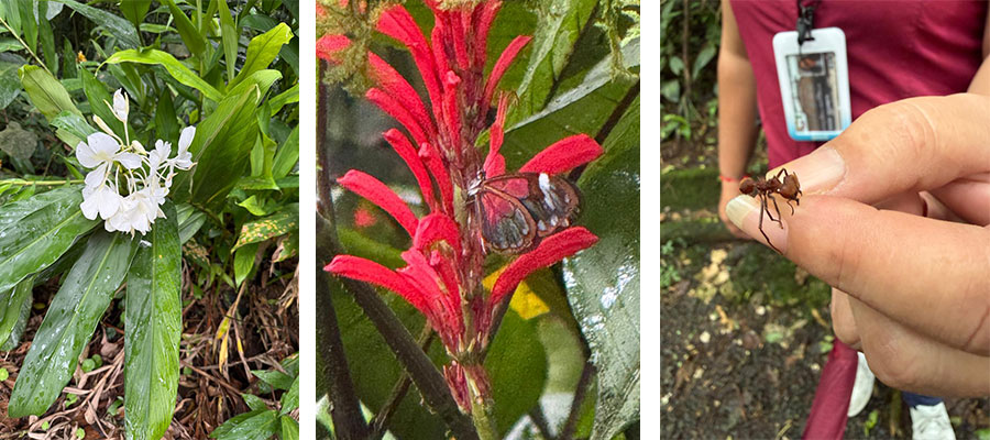 faune-flore-guayabo