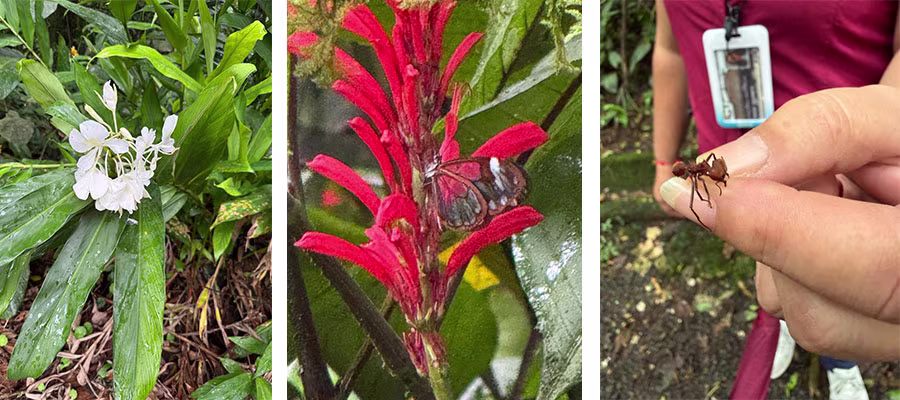 faune-flore-guayabo