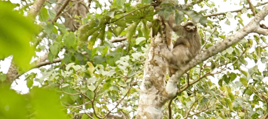 vie sauvage “La Marta” à Turrialba