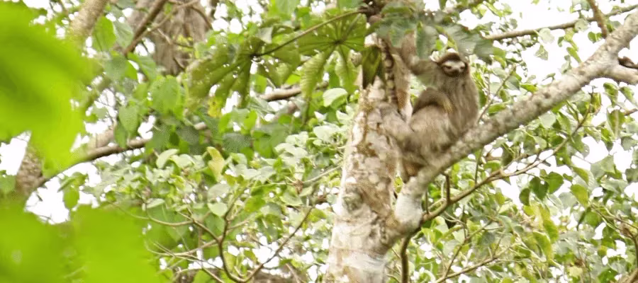 vie sauvage “La Marta” à Turrialba