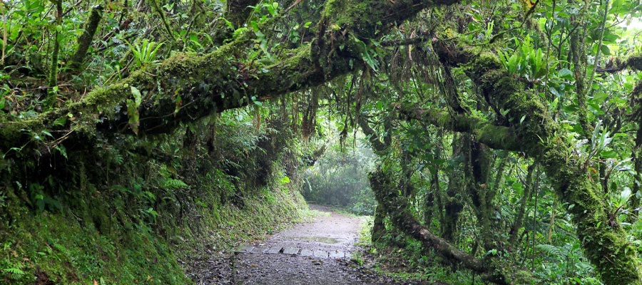 La-Ventana-monteverde