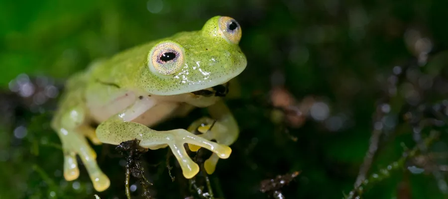 LES GRENOUILLES DE VERRE