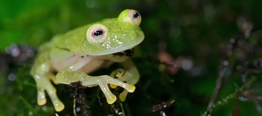 LES GRENOUILLES DE VERRE