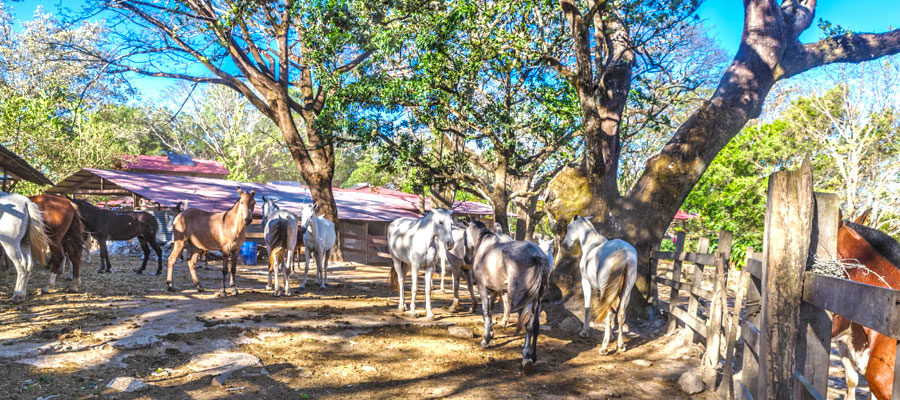 ranch-in-guanacaste