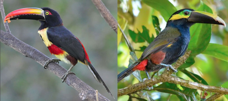 toucan-species-1