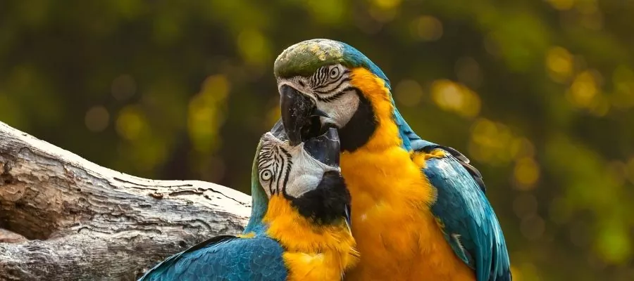  SANCTUAIRE DE PROTECTION POUR LES ANIMAUX RESCATE ANIMAL ZOO AVE D’ALAJUELA