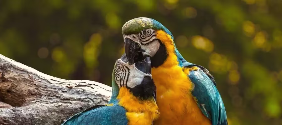 SANCTUAIRE DE PROTECTION POUR LES ANIMAUX RESCATE ANIMAL ZOO AVE D’ALAJUELA