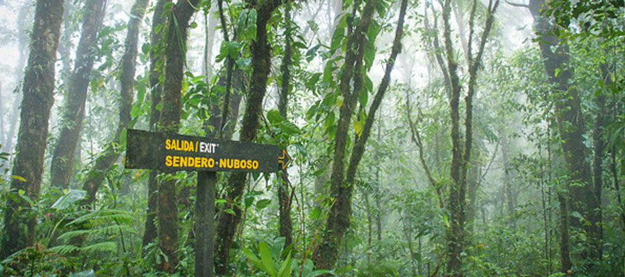 Sendero-Nuboso-monteverde