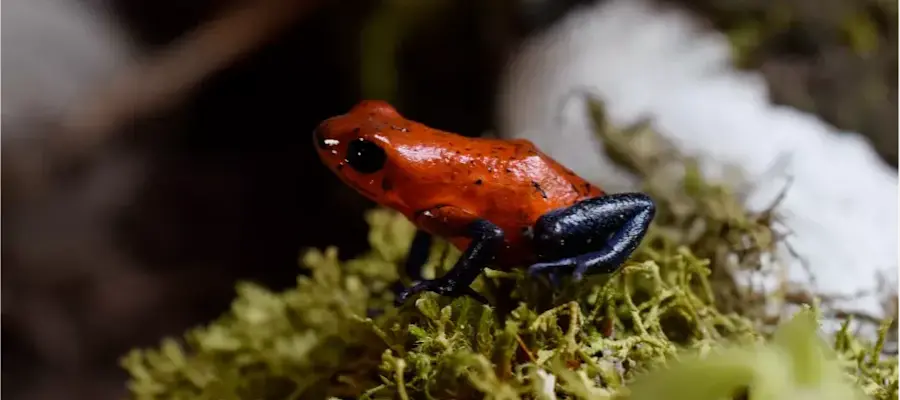 Les grenouilles des Fraises oophaga pumilio