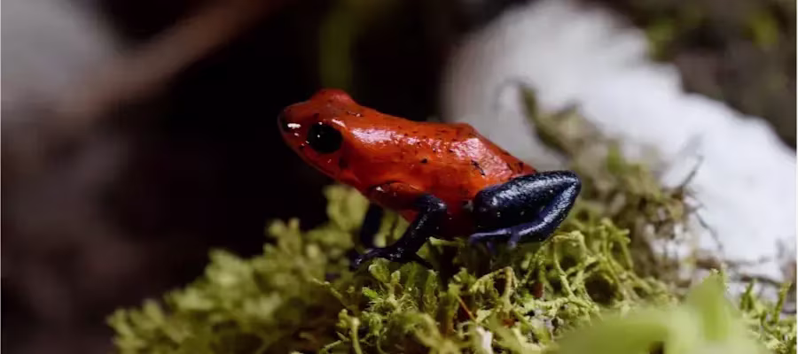 Les grenouilles des Fraises oophaga pumilio