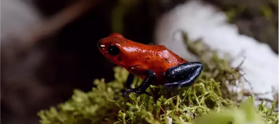 LES GRENOUILLES DES FRAISES (OOPHAGA PUMILIO)