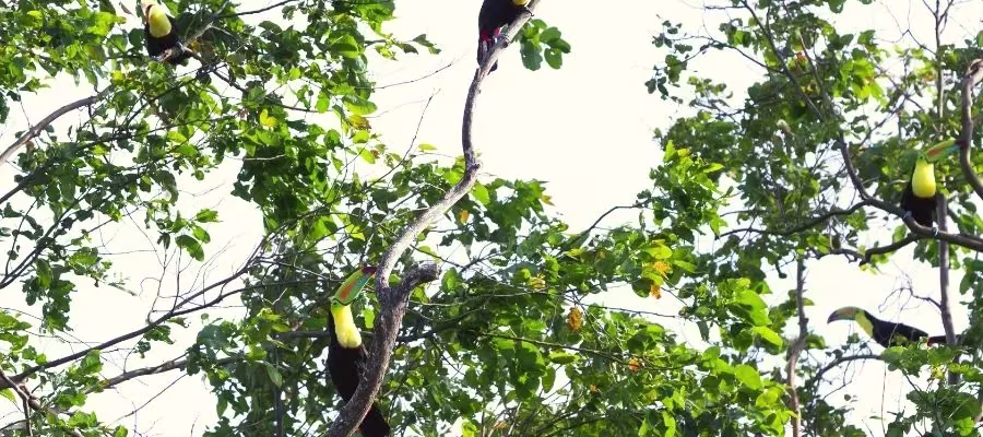 RÉSERVE BIOLOGIQUE LA SELVA