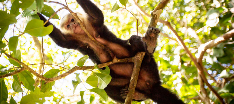 monkeys-costa-rica