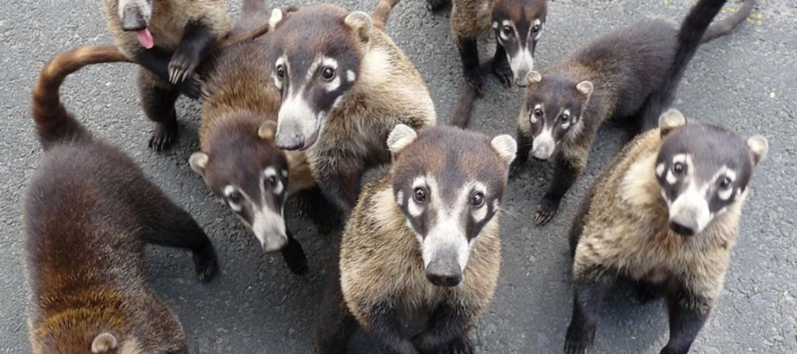 troup-of-coatis