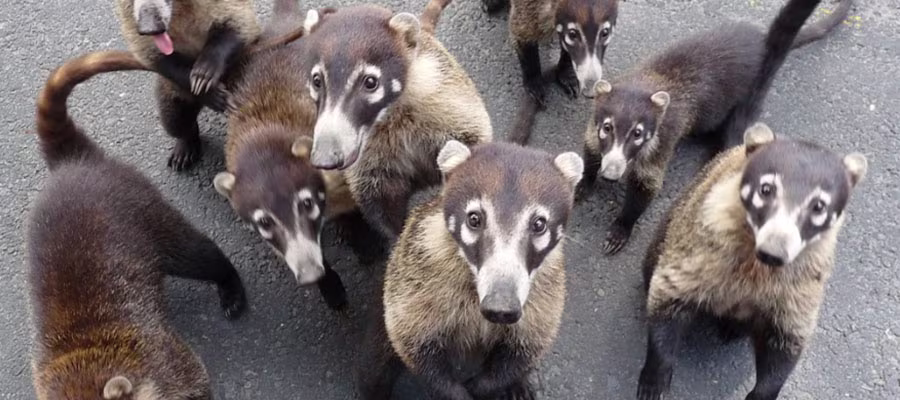 troup-of-coatis