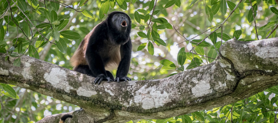 osa-canopee-singe