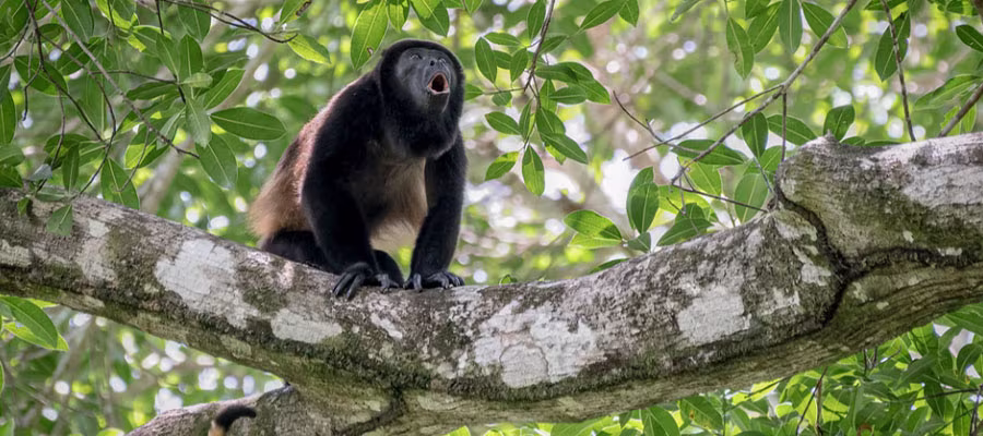 osa-canopee-singe