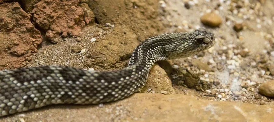 TROPICAL RATTLESNAKE