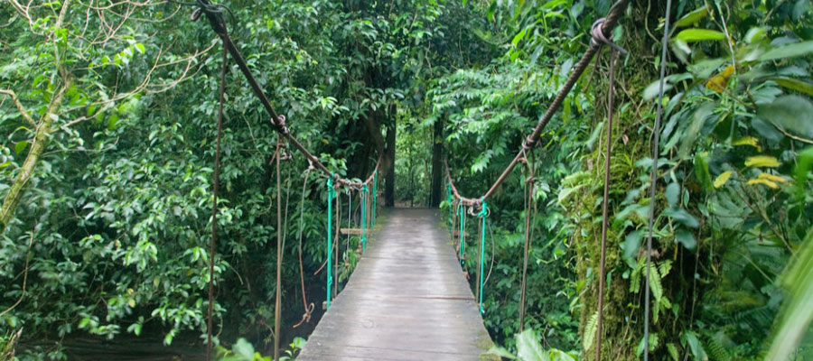 tenorio-rainforest-bridge