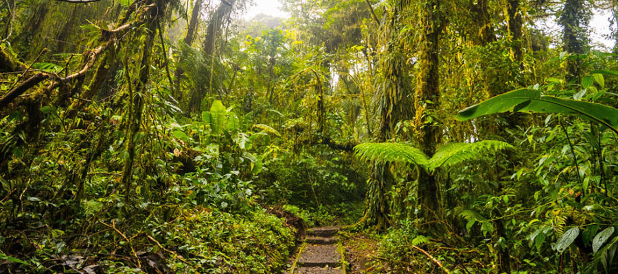 santa-elena-cloud-forest-2