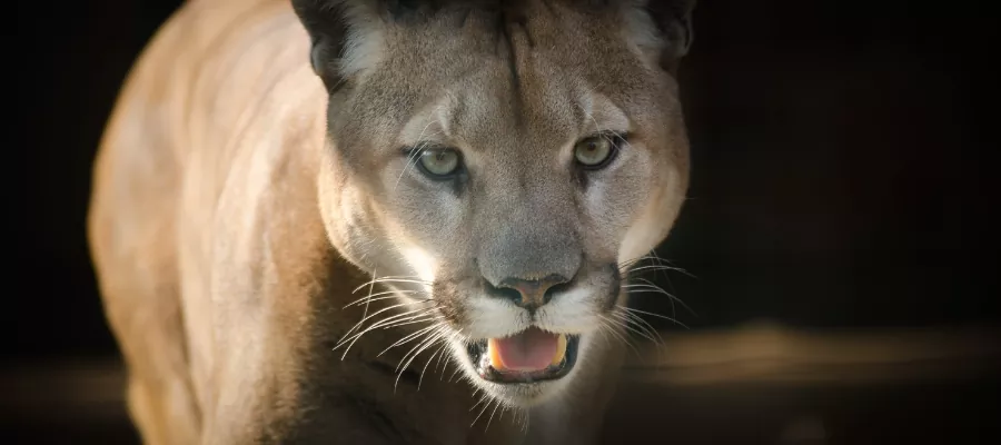 PUMA