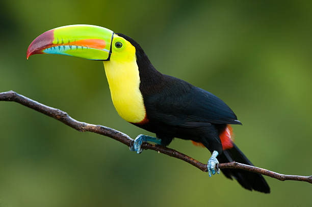 LE TOUCAN À CARÈNE