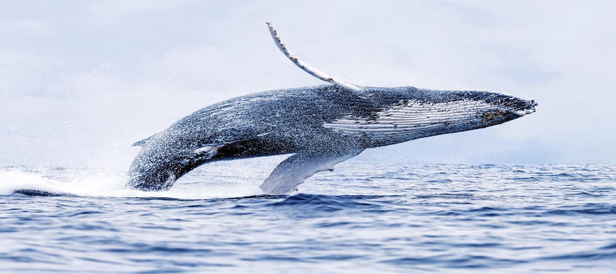 Baleine à bosse