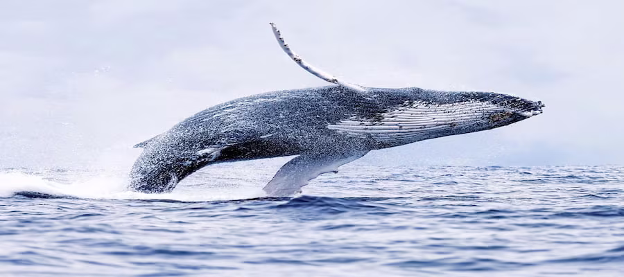 Baleine à bosse