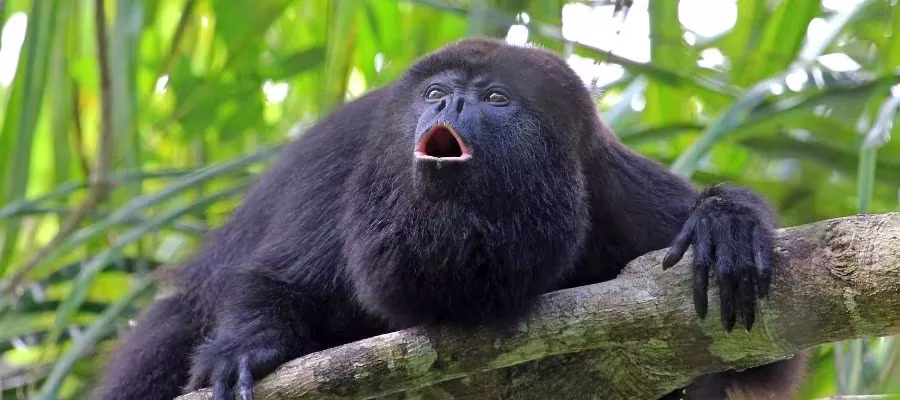MONOS AULLADORES O CONGOS
