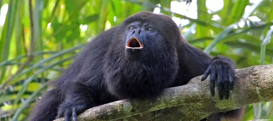 SINGES HURLEURS