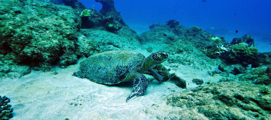 sea-turtle