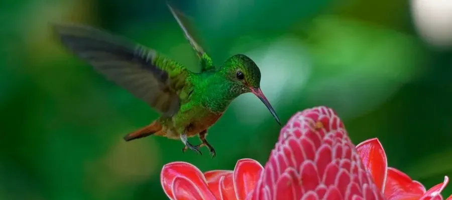 LE COLIBRI