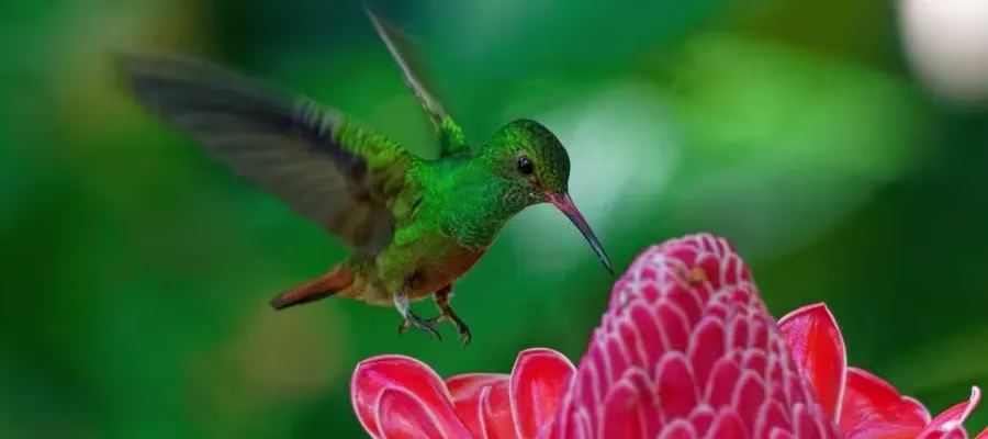 LE COLIBRI