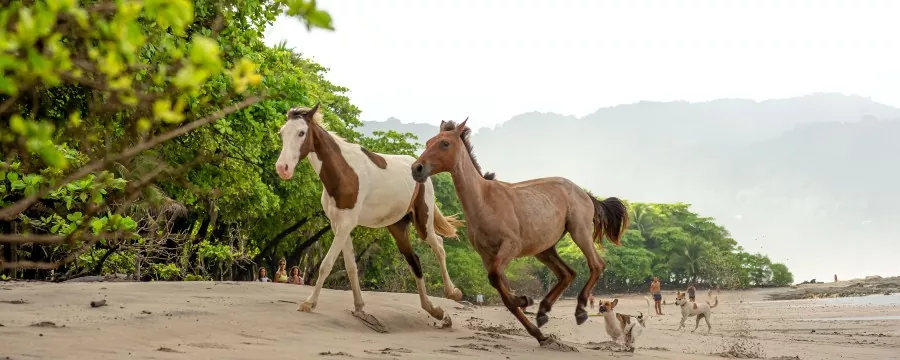  PLAYA SANTA TERESA