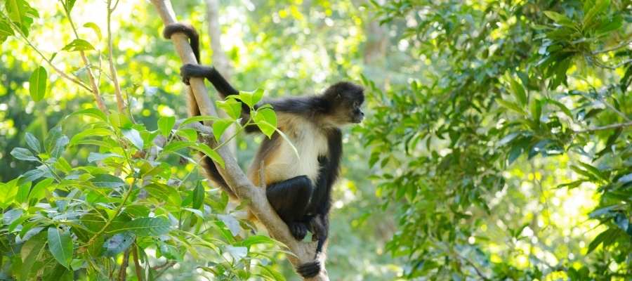 Singes araignées