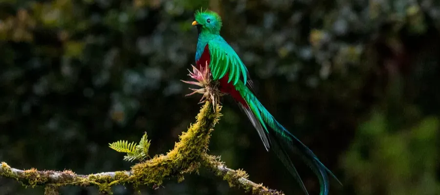 RESPLENDENT QUETZAL MONTEVERDE