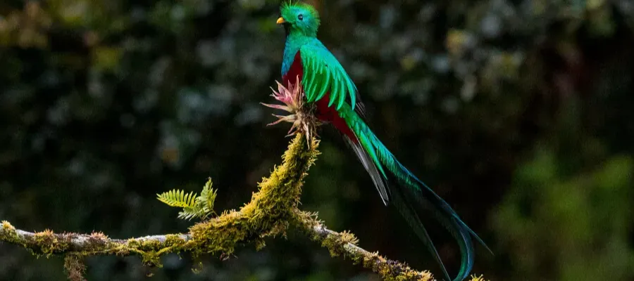 RESPLENDENT QUETZAL MONTEVERDE