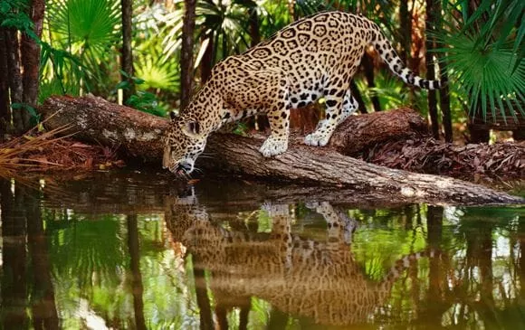 Corcovado National Park