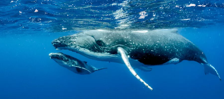 LES BALEINES
