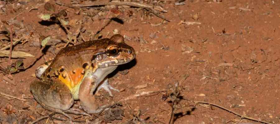 SMOKY JUNGLE FROGS