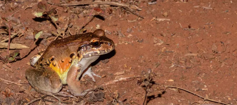 SMOKY JUNGLE FROGS