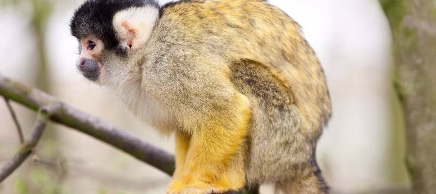 SINGES ÉCUREUILS