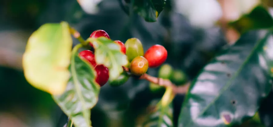 La Culture du Café au Costa Rica