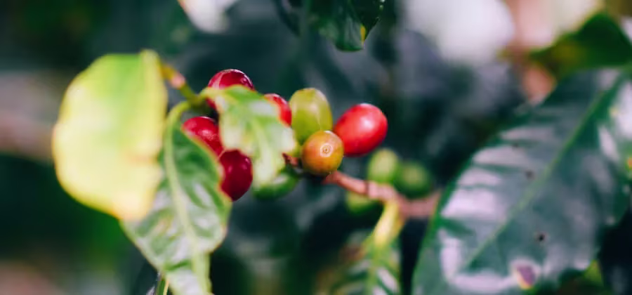 La Culture du Café au Costa Rica